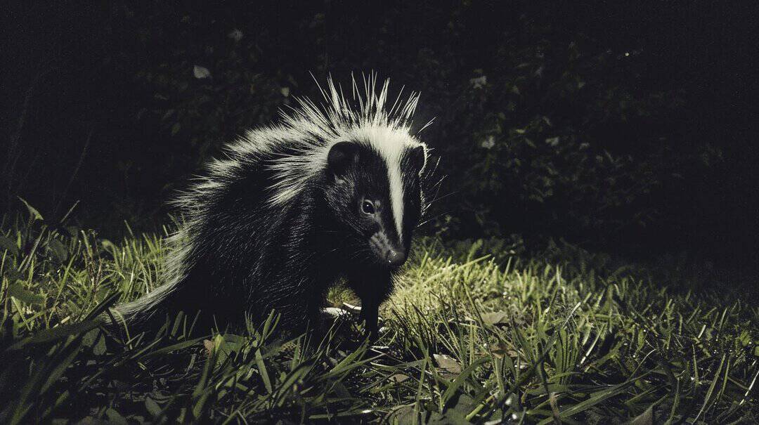 Spiritual Meaning of Seeing a Skunk at Night-2.jpg