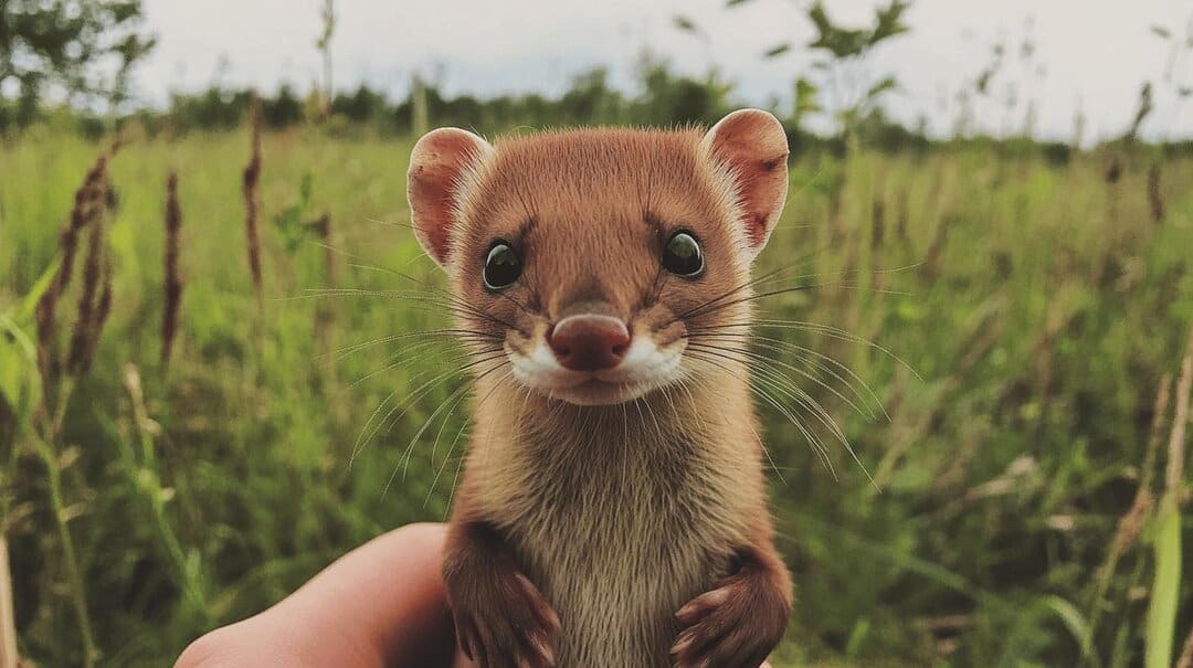 Understanding the Spiritual Meaning of Weasel-1.jpg