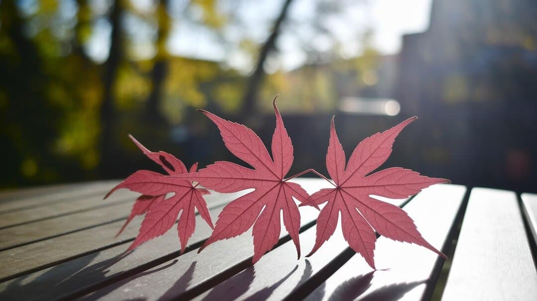 - Cultural Symbolism of the Maple Leaf Across Traditions.jpg