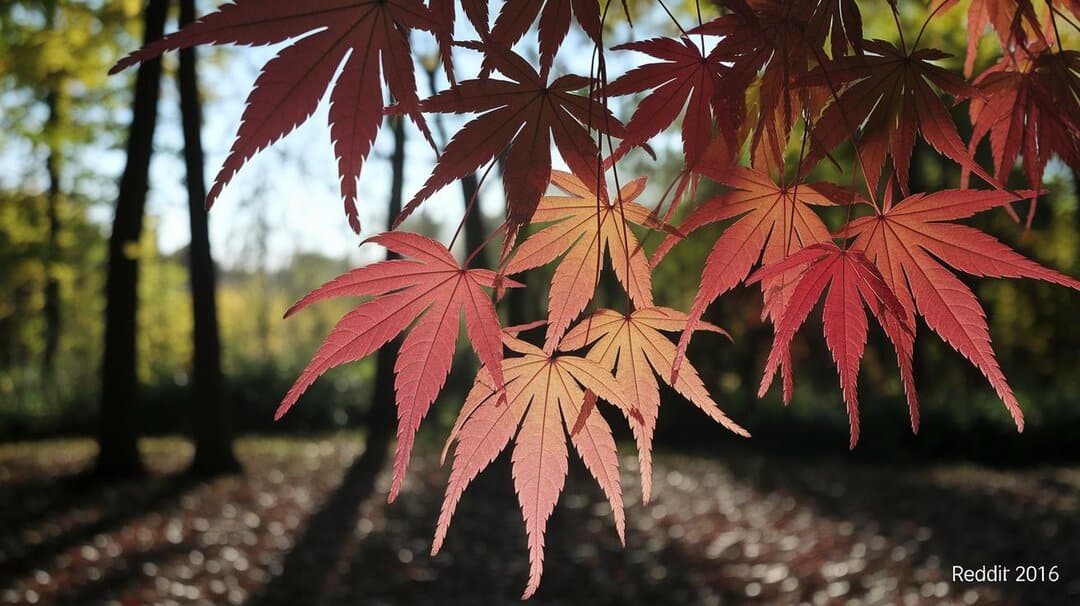 - Species-Specific Spiritual Insights Sugar and Sycamore Maple Leaves.jpg